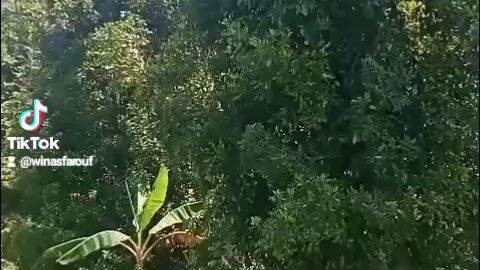 petani mah slalu aja rugi... ribet jdi petani