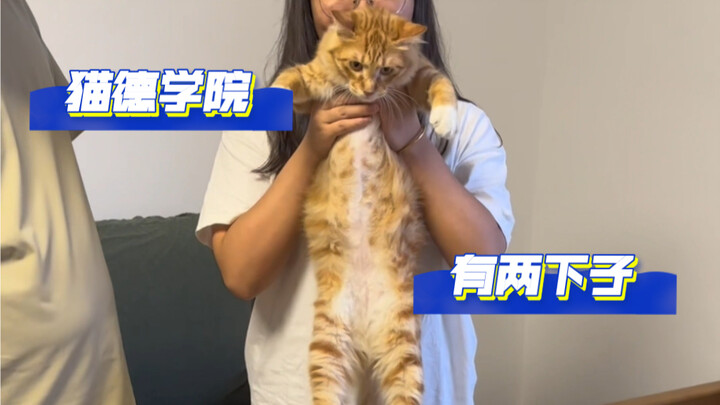 Cat De Academy Knows a Thing or Two - The Lion Cat, the Last Orange Son