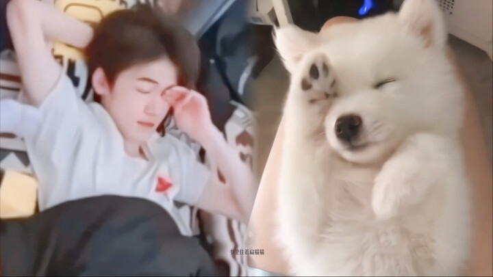 Doujie's Samoyed Spokesperson (Part 6)