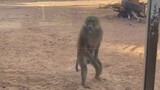 angry monkey 🐒🐵