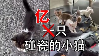 我大意了没有闪！在马路上被团伙作案的12只奶猫碰瓷