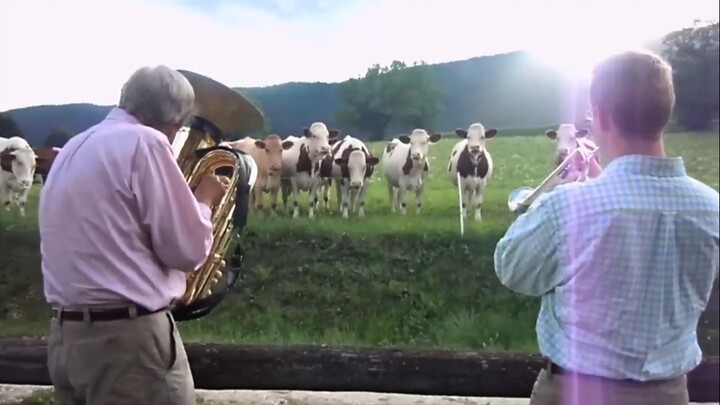 عزف مقطوعة جاز عذبة للبقرات في الحقول