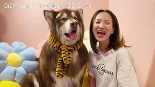 Ai có thể từ chối một lời chúc mừng năm mới từ một chú cún cưng như này?