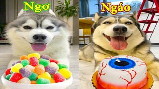 Thú Cưng TV | Ngáo Và Ngơ #35 | chó thông minh vui nhộn | Pets funny cute smart dog