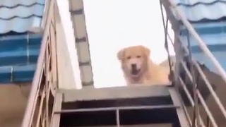 害不上来呢？脸真大