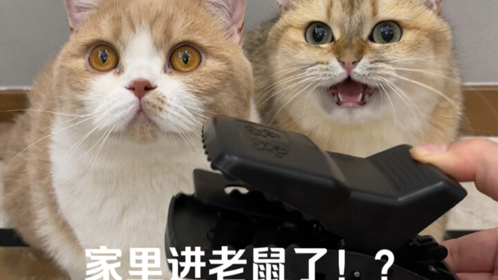 六只猫抓不住一只老鼠？