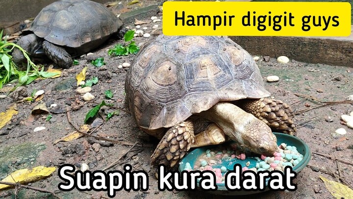 Suapin Kura Kura Darat Emys dan Sulcata(hampir kena gigit)