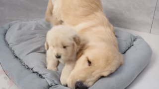Anak anjing Golden Retriever mengambil alih tempat tidur saudaranya dan menolak untuk pergi