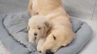 The golden retriever took over his brother's bed and refused to leave.