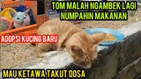 Astagfirullah Kucing Tom Marah Lagi Gara-Gara Di Katain Numpahin Makanan..!