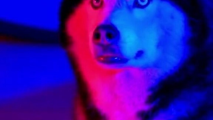 Đẹp trai không? Đổi bằng chỉ số IQ đấy!