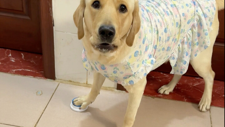 Chó: Ý mày là gì?