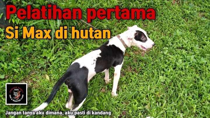 MAX main ke hutan