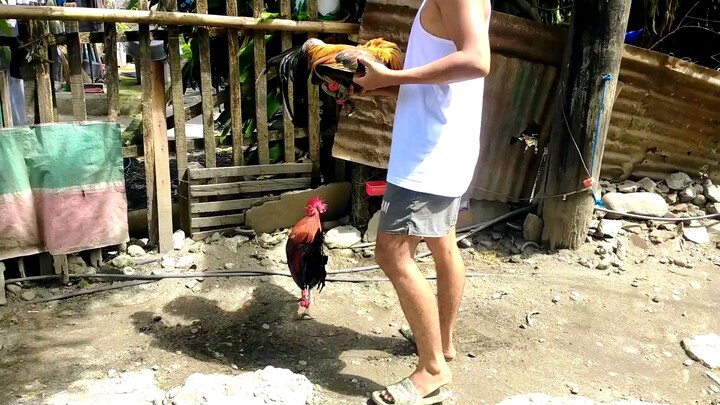 for breeding only personal used👉📩