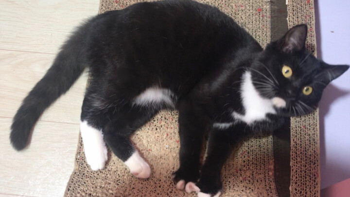 One touch and it collapses, kneading away! Mommy cat never imagined she’d given birth to such a knea