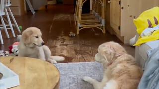 The big golden retriever must have said dirty words, and he stopped making trouble in an instant...