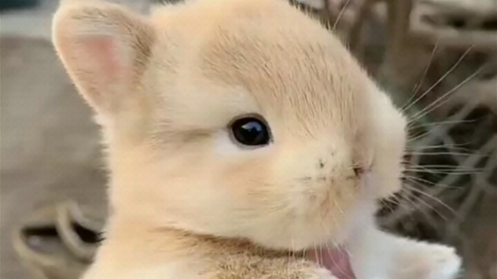 تو جي! ناعم وطريّ—🐰