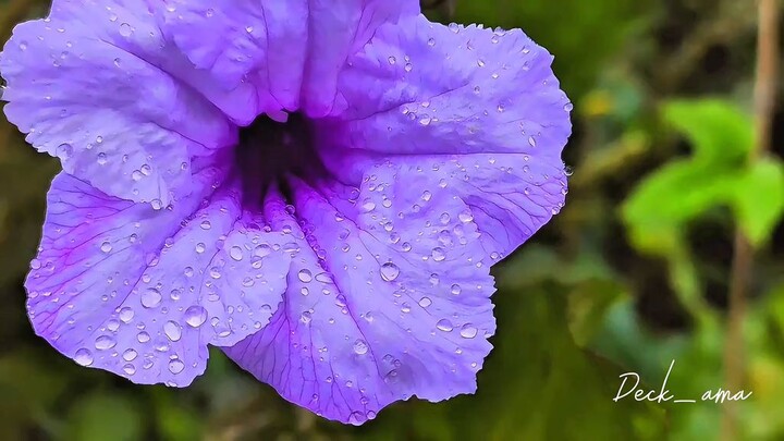 Morning flowers