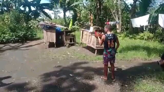 First fight  brownred