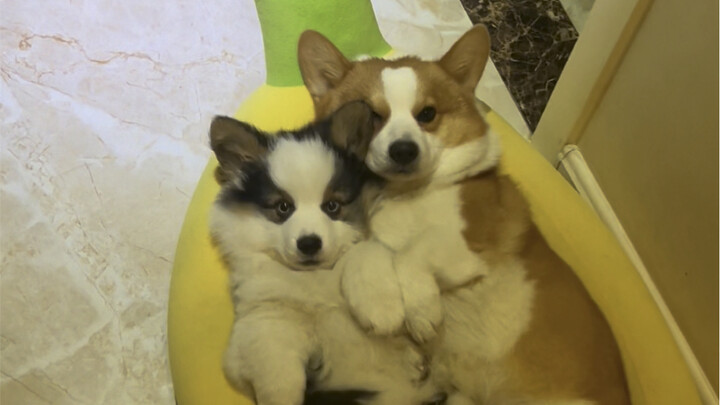 คำชี้แจงสุดท้ายเกี่ยวกับเรื่องที่ฉันไม่ใช่สุนัขพันธุ์บีเกิล