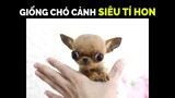 Chó Chihuahua Teacup  – Chú Chó Cảnh Tí Hon Nhỏ Nhất Thế Giới! - Những Điều Cần Biết Khi Chăm Sóc.