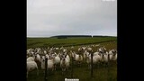 [Animal] Polite Sheep