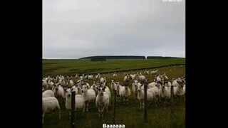 [Animal] Polite Sheep