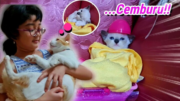 Kucing Marco Cemburu pada Bayi Kucing Imut ini ❤️ Bayi Kucing Ngemut Jari sambil Bobok