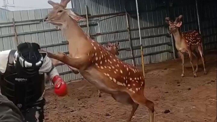 Rusa merah berani berkelahi dengan manusia!