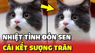 Em mèo UỐN ÉO ra đón Sen về và cái kết SƯỢNG TRÂN 😂 | Yêu Lu