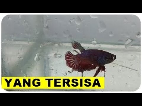 Si Cupang Survival Kasian Banget....Yuk Diselamatkan!!