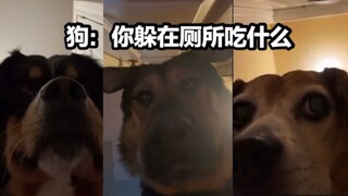 小狗：让我看看主人又躲着我在厕所吃什么好吃的呢！！