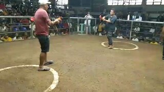 yellow legged hatch ni kua ton
