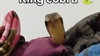 King Cobra: Apakah kamu sudah bangun?