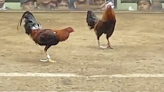 2ND ENTRY, FIRST FIGHT 3COCK DERBY. LEONIDAS VS SSS PITOGO 2 110K PARADA #SABONG LCA WPC BEST FIGHT