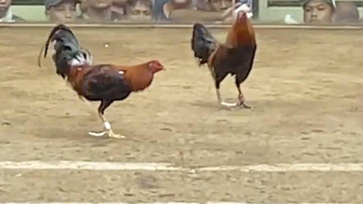 2ND ENTRY, FIRST FIGHT 3COCK STAG. LEONIDAS VS SSS PITOGO 2 110K PARADA #SABONG LCA WPC BEST FIGHT