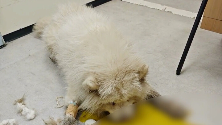 The dog ate too many bones and couldn’t digest them, so its stomach swelled up like a water-filled b