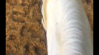 عندما لا يرغب الحصان في حملك بعد الآن...