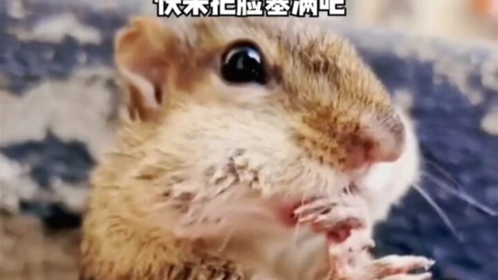 Cái cảm giác no kinh khủng này!