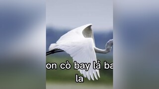 Con cò bay lả bay la...😂trovetuoitho cuoibebung