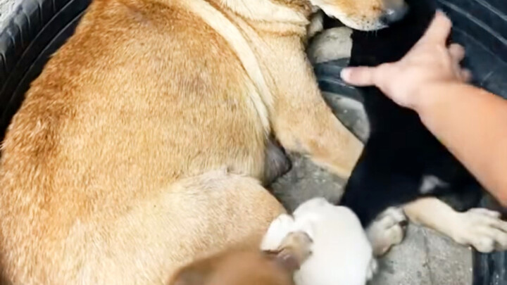 كان هناك الكثير من الكلاب ذلك اليوم.