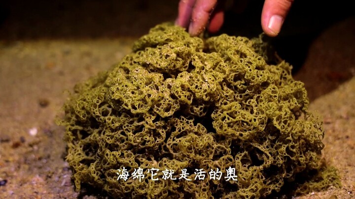 纹铭赶海：既然真的有海绵宝宝，纹铭赶海遇到活体海绵，还差点和螃蟹打起来