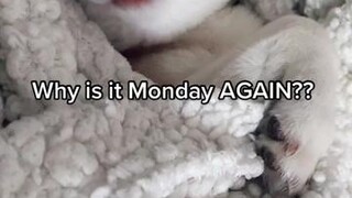 Copper really hates Mondays 😂 Skye chill as always 😎