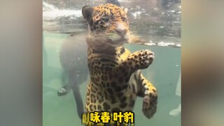【พากย์เสียงสัตว์】วิงชุนเย่เป่า!