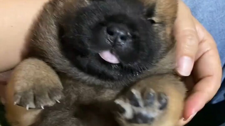 The chubby dog, when it runs, looks just like an electric plush toy.
