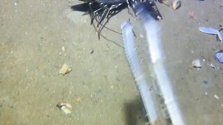 ดำน้ำจับปลาใต้ทะเล #ตามหาของทะเล #การผจญภัยใต้ทะเล #สิ่งมหัศจรรย์ในทะเลลึก #สำรวจมหาสมุทร