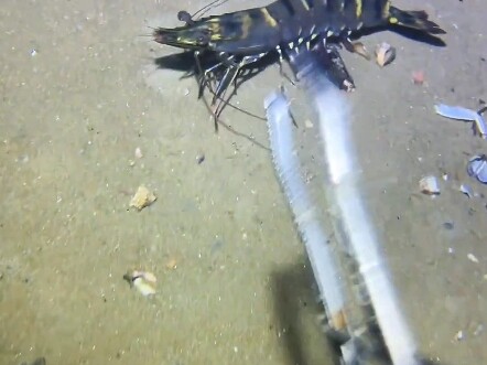 ดำน้ำจับปลาใต้ทะเล #ตามหาของทะเล #การผจญภัยใต้ทะเล #สิ่งมหัศจรรย์ในทะเลลึก #สำรวจมหาสมุทร