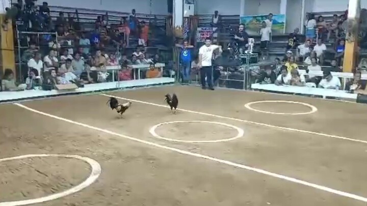 3 cock derby Big and small sta ana pampanga 1st fight win