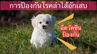 รุนแรงมาก!! โรคลำไส้อักเสบในสุนัข (Parvovirus) พาร์โวไวรัส by Thai Pet Academy