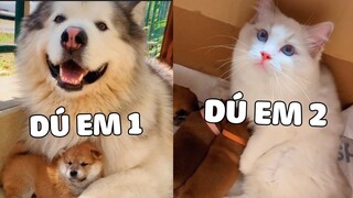 HỘI BẠN THÂN : 1 đứa ĐẺ, đứa còn lại tự giác thành BẢO MẪU 😘 | Pets TV
